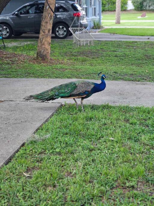 Nature Coast Getaway #1 - Cozy 2 Bedroom Homosassa Exterior photo